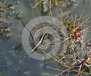 Common Pond Skater