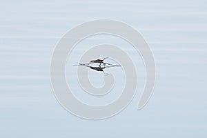 Common pond skater or common water strider (Gerris lacustris) on the water surface.
