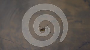 Common pond skater or common water strider on water surface