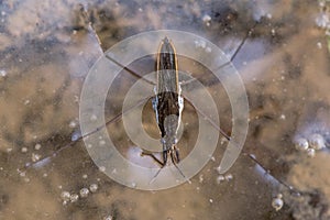 Common pond skater Gerris lacustris from above