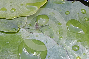 Common Pond Skater