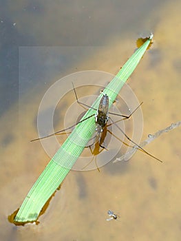 Common pondskater on a garden pond