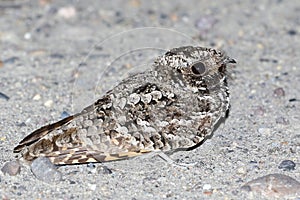 Common Poorwill at Night