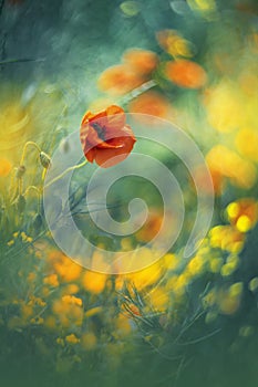 Common poppy - impresion of light photo