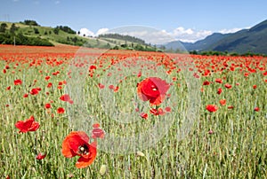 Common poppy