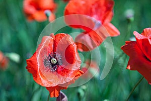 Common poppy