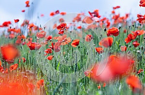 Common poppy