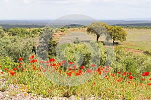 Common poppy flower in a farm