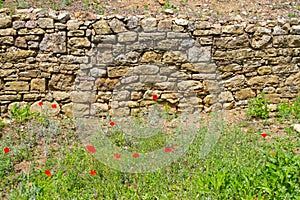 Common poppy flower and stone wall