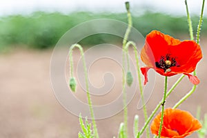 Common poppy with its vivid red petals with a blurred background