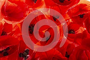 Common poppy - Papaver rhoeas