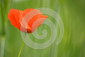 Common poppy (Papaver rhoeas)