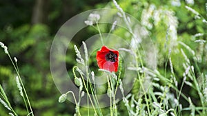 Common poppy (Papaver rhoeas), Carska bara, Serbia