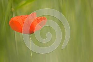 Common poppy (Papaver rhoeas)