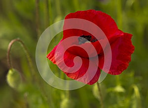 Common Poppy - Papaver rhoeas