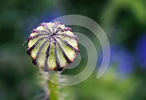 Common poppy, Papaver rhoeas, seed capsule just after losing blossoms. Red poppy macro