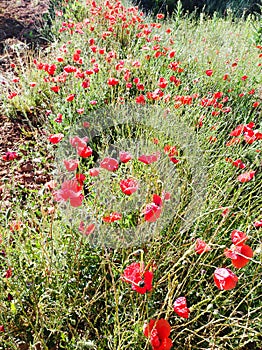 The common poppy or wild poppy (Papaver rhoeas