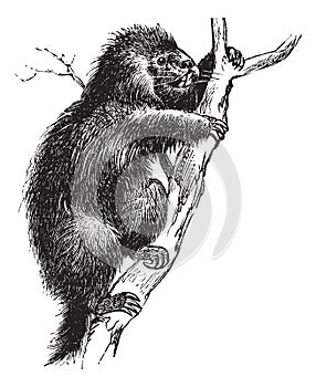 Common Porcupine or North American Porcupine or Canadian Porcupine or Erethizon dorsatum, vintage engraving