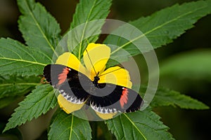 Common Postman - Heliconius melpomene, beautiful colored brushfoot butterfly