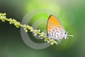 Common Posy butterfly