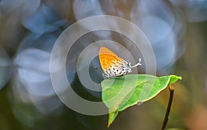 The Common Posy butterfly