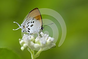 Common Posy butterfly - Drupadia ravindra