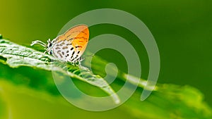 Common Posy (Drupadia ravindra) Butterfly