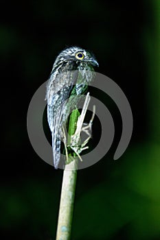 Common Potoo, Nyctibius griseus, on bamboo tree, Trinidad, tropical forest, bird with big yellow eyes