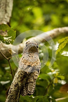 Common Potoo, Nyctibius griseus, on dead branch in tree, Trinidad, tropical forest, camouflaged bird with big yellow eyes