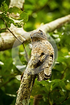 Common Potoo, Nyctibius griseus, on dead branch in tree, Trinidad, tropical forest, camouflaged bird with big yellow eyes
