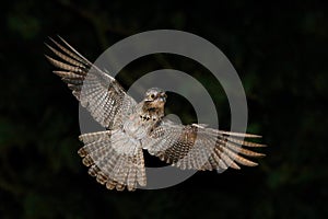 Common Potoo, Nyctibius griseus, nocturnal tropic bird in flight with open wings, night action scene, animal in the dark nature ha photo