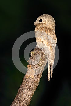 Common Potoo, Nyctibius griseus, nocturnal tropic bird in flight with open wings, night action scene, animal in the dark nature ha