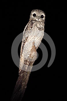 Common Potoo, Nyctibius griseus, nocturnal tropic bird in flight with open wings, night action scene, animal in the dark nature ha photo