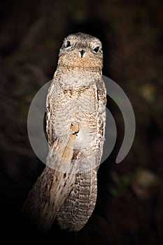 Common Potoo, Nyctibius griseus, nocturnal tropic bird sitting on the tree branch, night action scene, animal in the dark nature