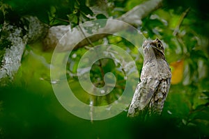 Common Potoo, Nyctibius griseus, on a perch, taken at Asa Wright Nature Centre, Trinidad, West Indies photo