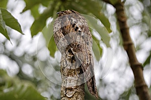 Common Potoo perched in perfect camouflage on a tree trunk against green background, Iguazu Falls, Argentina