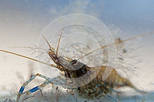 Common prawn, Palaemon serratus
