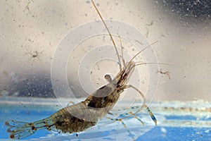 Common prawn, Palaemon serratus