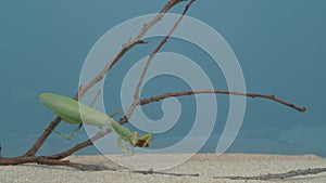 A common praying mantis eats a flour beetle.