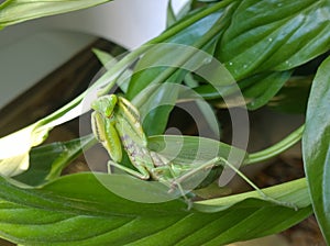 Common praying mantis on a leaf of a plant