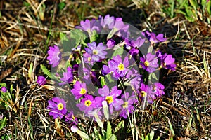 Common primrose flowers, or Primula acaulis, in a garden