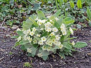 Common primrose plant Primula acaulis with yellow flowers