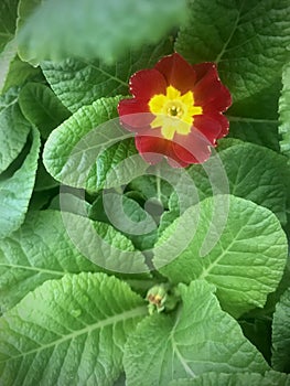 Common Primrose, Red flowers under green leaves.