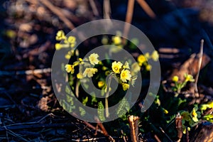 The common primrose in the wild