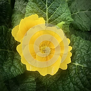 Common Primrose, Yellow flowers against green leaves. Square photo image.