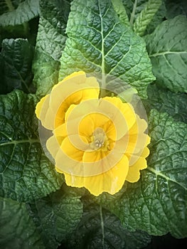 Common Primrose, Yellow flowers, green leaves.