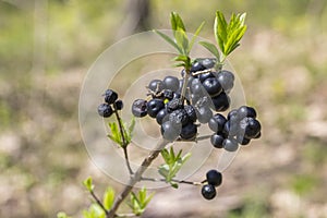 Common Privet berries in the forest