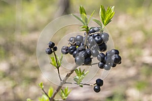 Common Privet berries in the forest photo