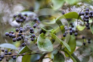 Common Privet Berries - Ligustrum vulgare photo