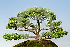 Common Privet bonsai photo